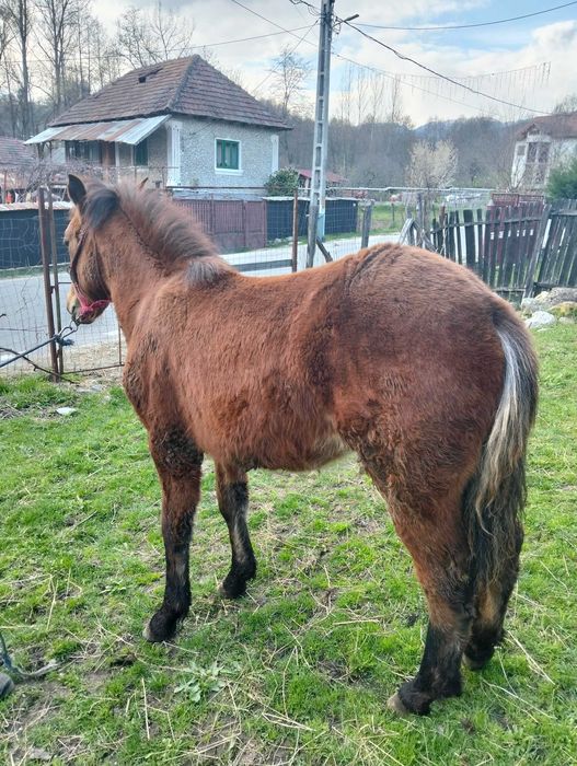 Manz 7 luni Vâlcea 2000 lei