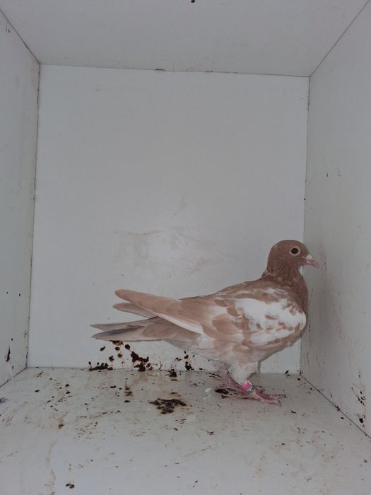 Porumbei voiajori, femele si tineret