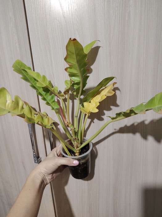 Продам комнатные цветы