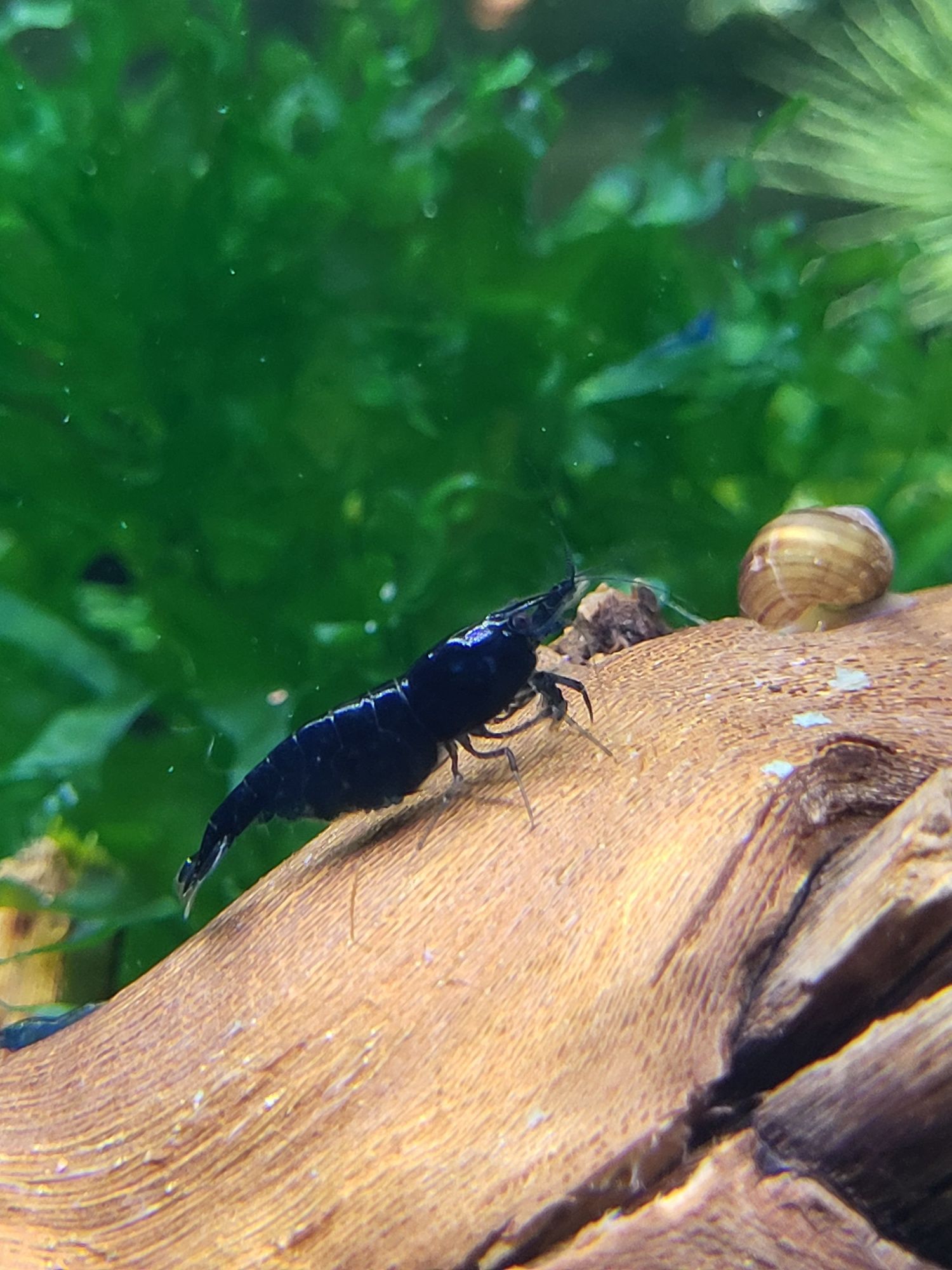 Creveți Neocaridina Blue Diamond