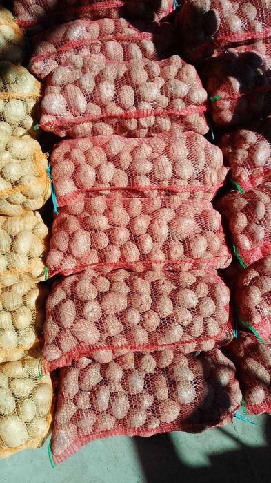 Cartofi consum Carrera Bellarosa Red Fantasy Ultra