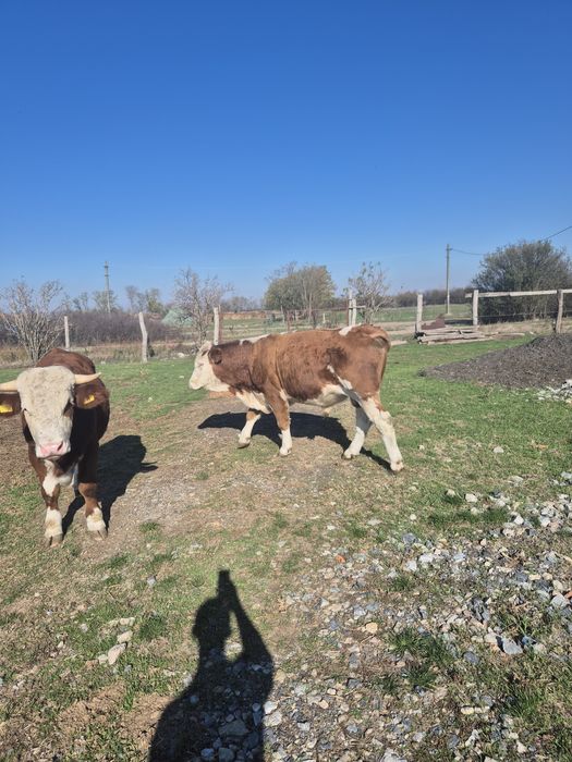 Vand Taurasii Baltata Românească