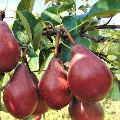 Pomi fructiferi clasici peri