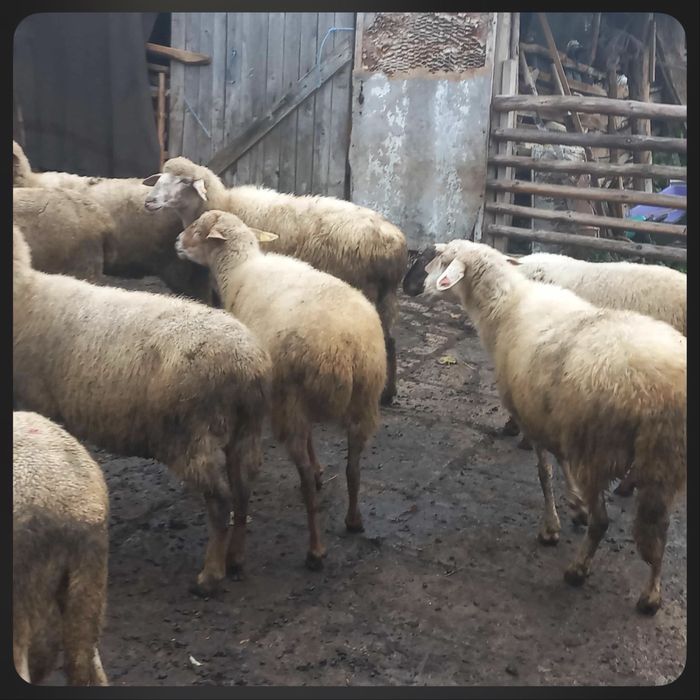 Овце и Коч За Продажба