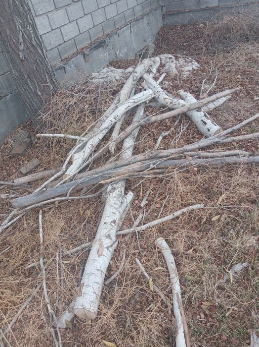 Terak sotiladi o'tin qilsa ham bo'ladi