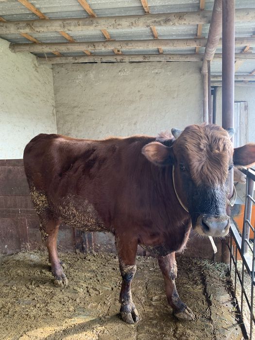 Buqacha tez va arzon Sotiladi