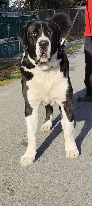 Mascul Ciobanesc de Asia Centralaă