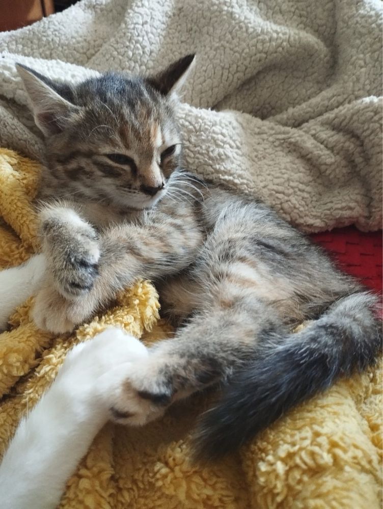 Отдам котенка девочка 2мес