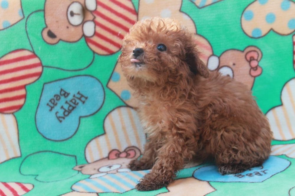 Эксклюзивная девочка,мальтипу F1, супер мини