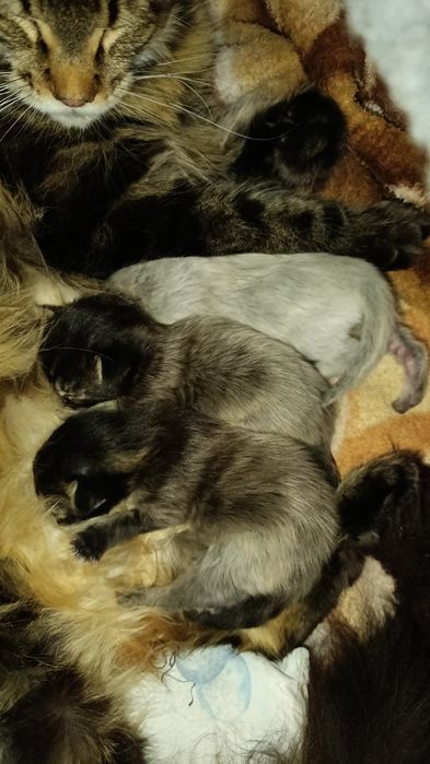 Котята Мейн-кун девочки