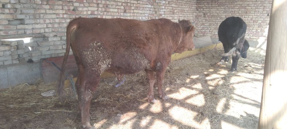 Boqiladigan Buqqala sotiladi