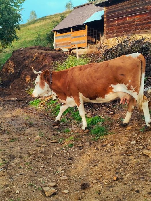 Vaca de vanzare zona Horea