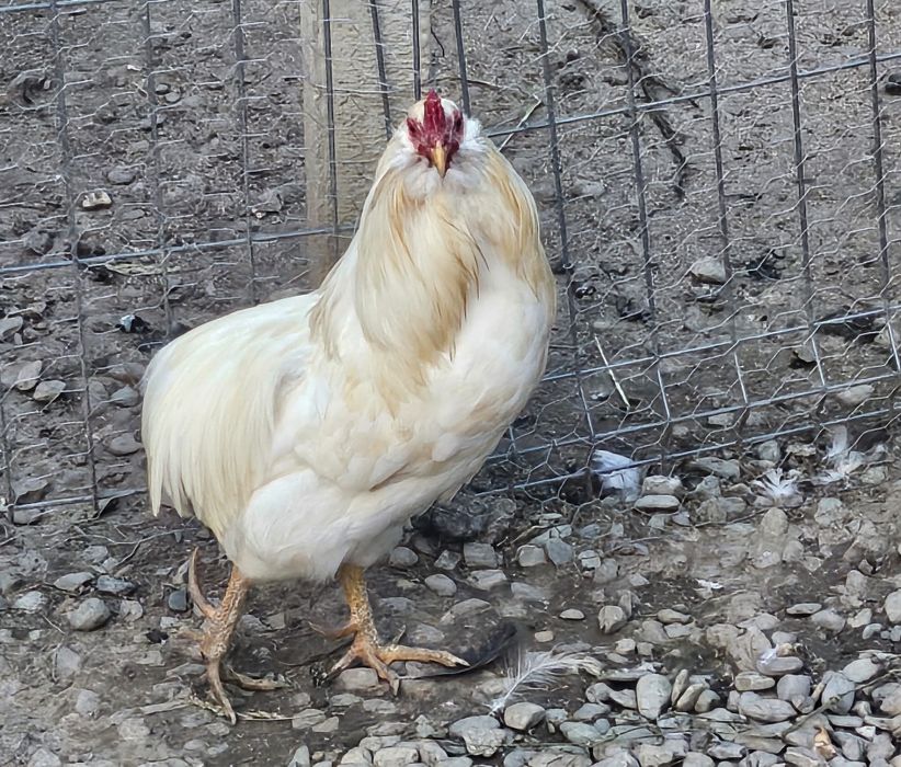 Araucana alb,cocoș și găină vârsta 1.Oua albastre fără colesterol
