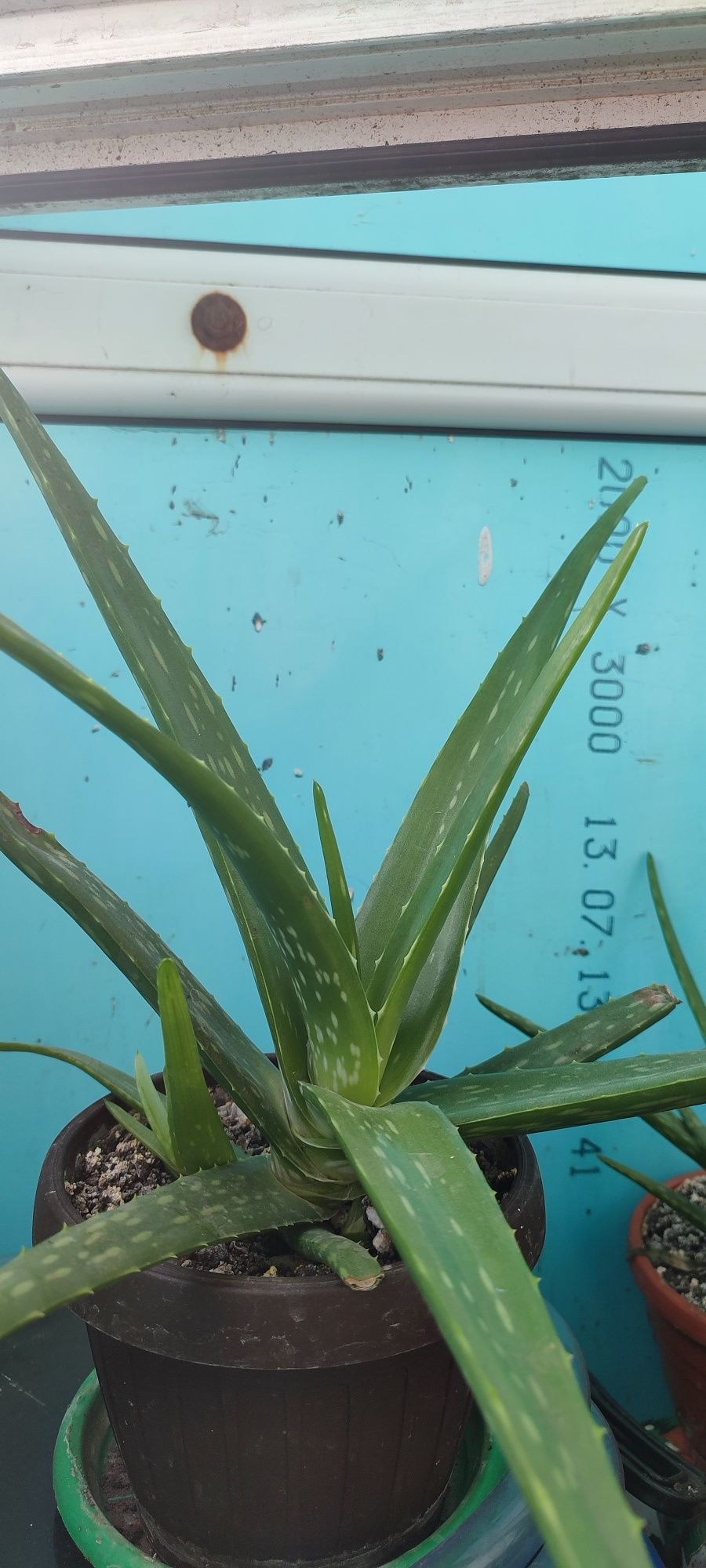 Aloe Vera medicinală