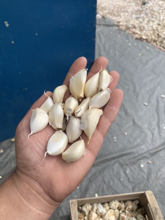 Vand usturoi soi national si chino pentru plantat