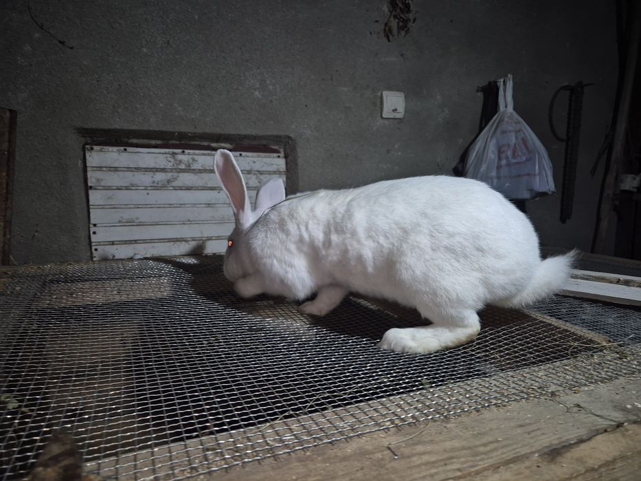 Vând iepuriță pt carne