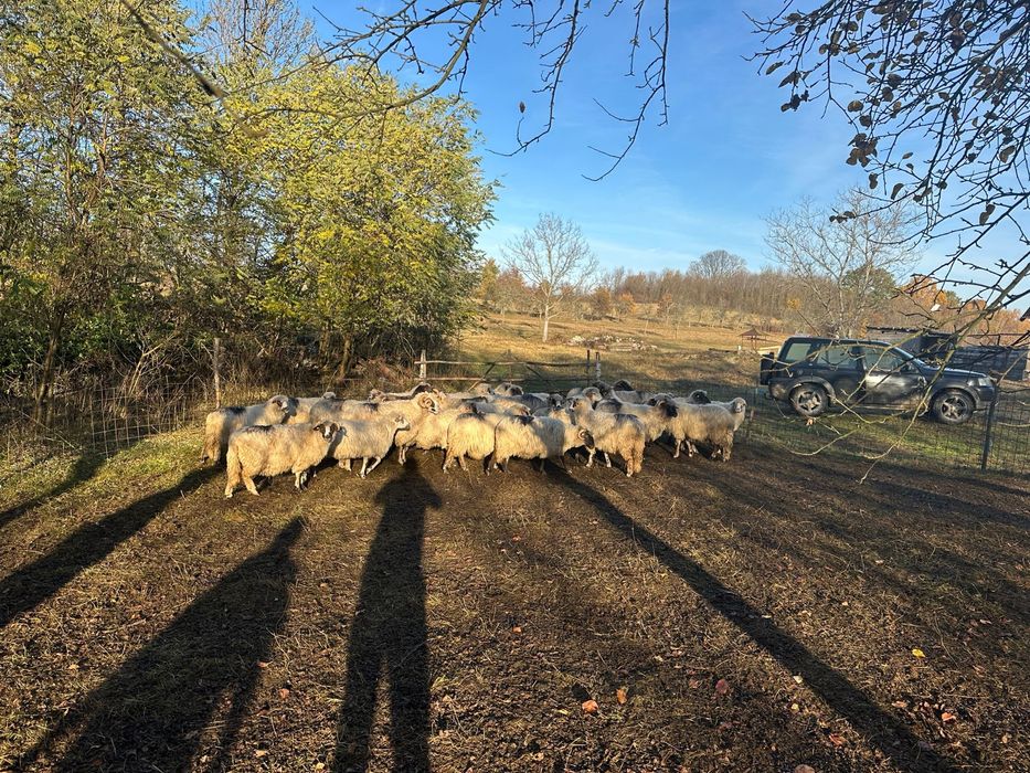 Oi de vanzare 650 lei bucata