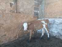 Vitica baltata romaneasca