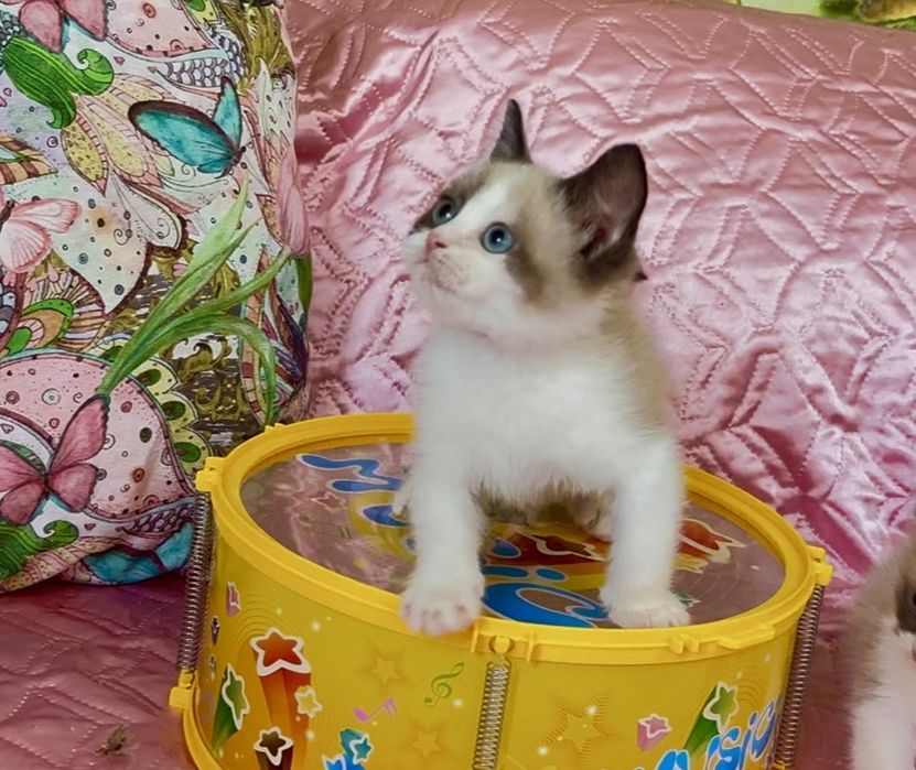 Рагдол / Регдол Ragdoll