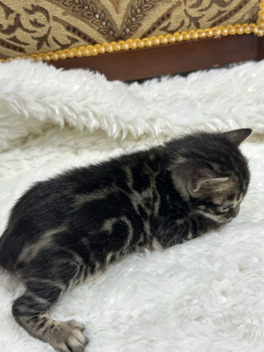 Клубные бенгальские котята
