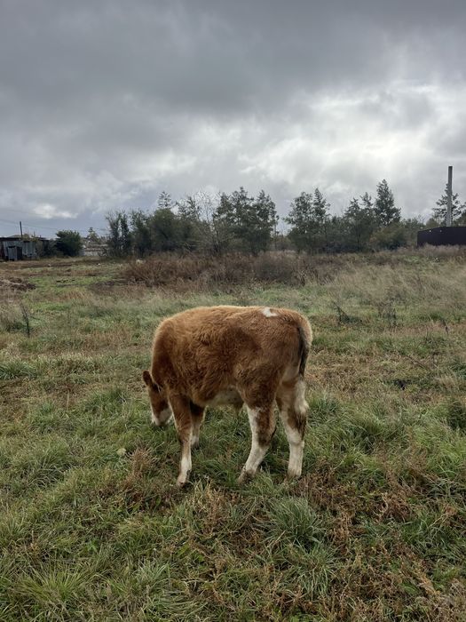 Продам бычков три гооловы