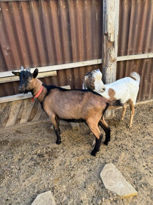 Козы пароды альпиика