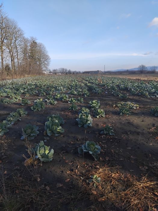 De vânzare varză de iarna