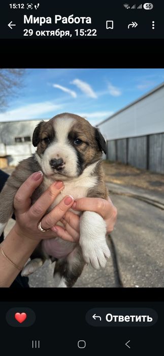 Отдам в хорошие рук и. Игривые,красивые,ручные, промзона Актобе