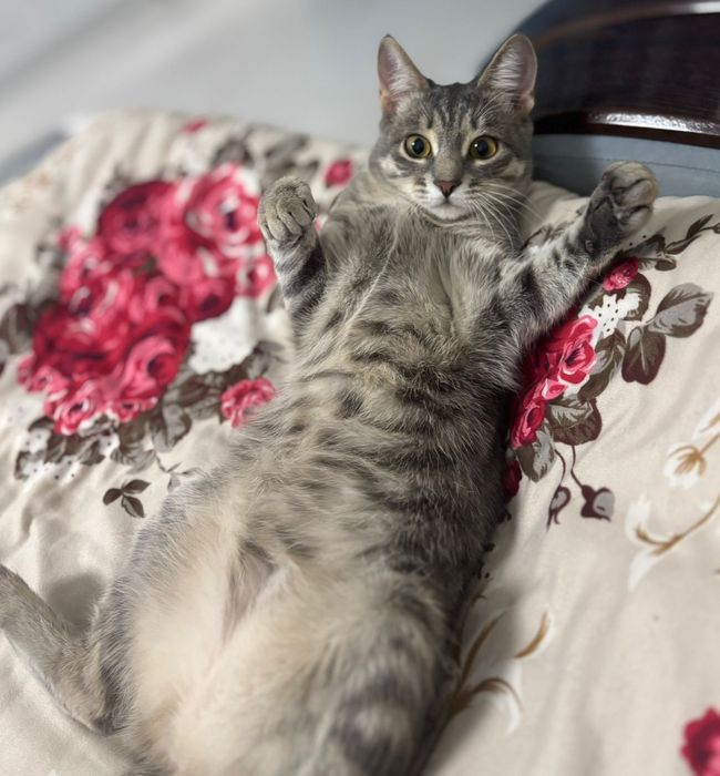 Котёнок в добрые руки