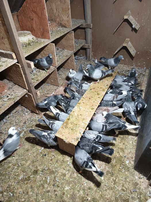 Porumbei voiajori viteza, maraton