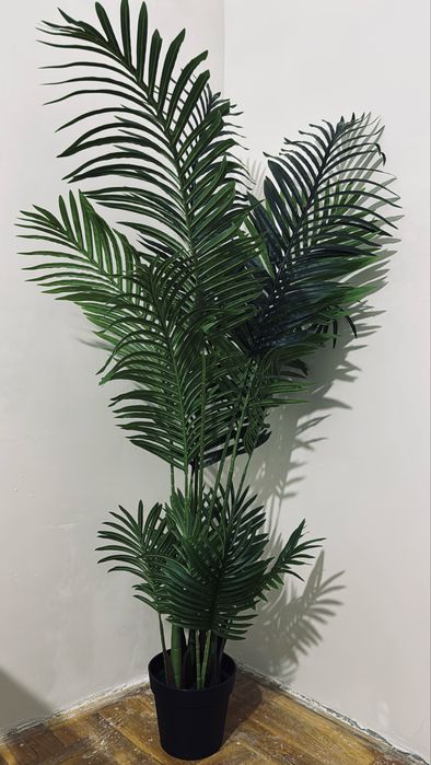 Продам декоративоное растение