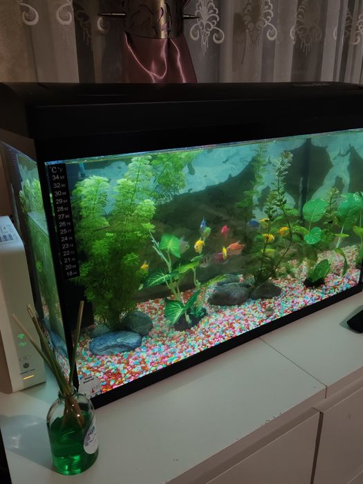 Acvariu complet cu pești ,plante și substrat