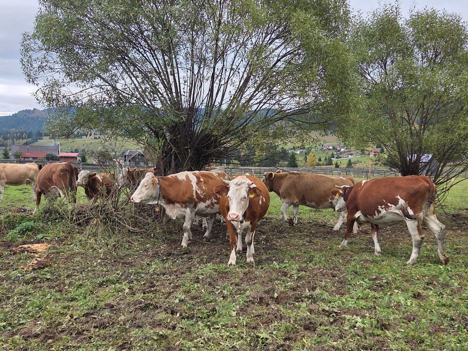 De vânzare vaci bălțată românească.