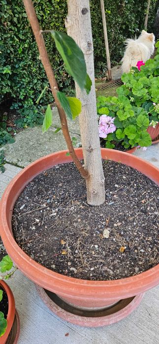 Китайска червена роза