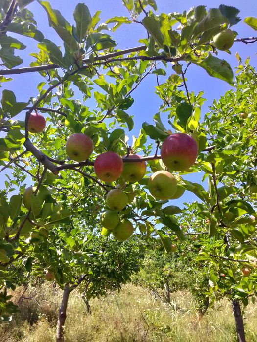 Vând mere de țară