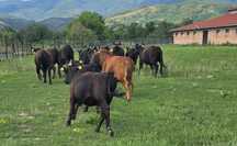 Vând lot de 13 junici și un taur