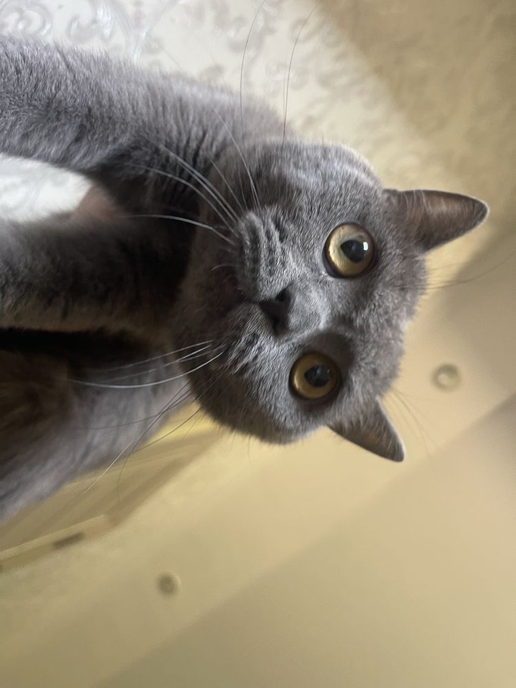Beozor Grey Mushuk