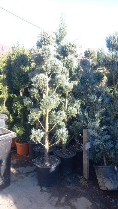 Plante ornamentale ce mai mare gamă preț accesibil transport gratuit