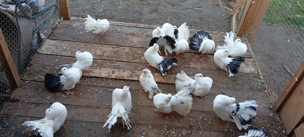 Porumbei voltați coada neagra/albi