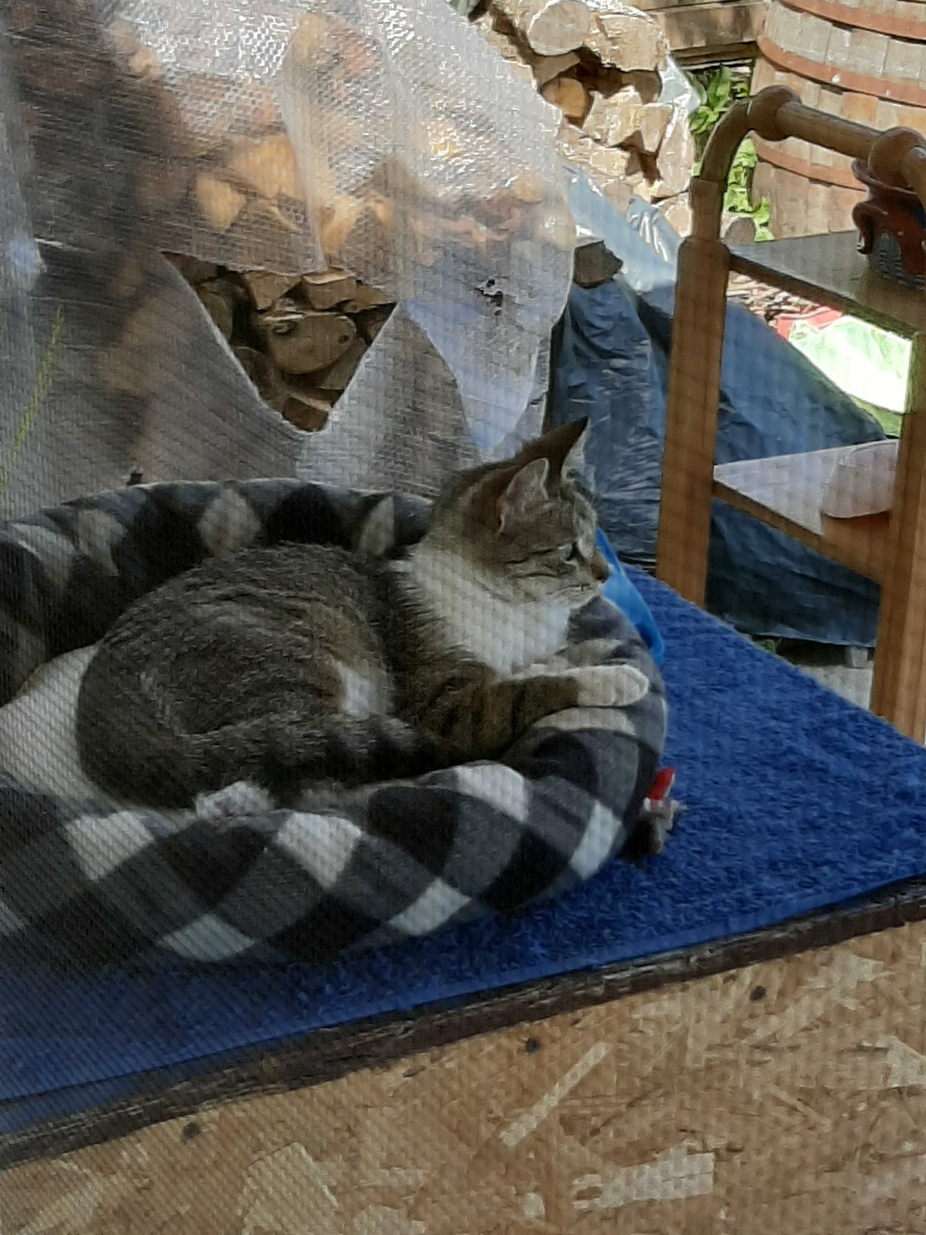 Млада котка Киса чака своя човек