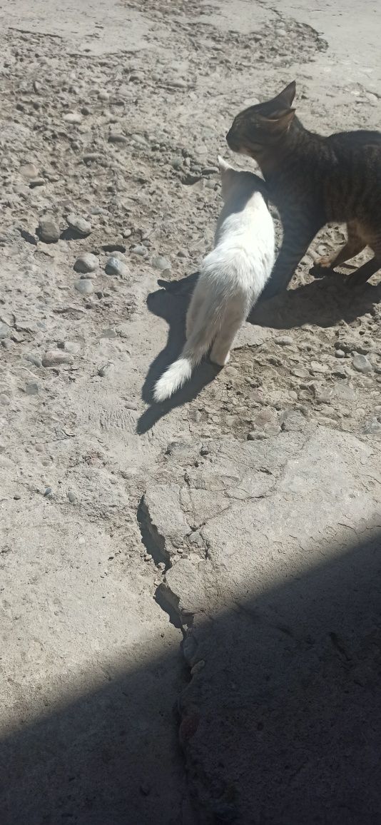 Mushuk qiz bola mas'uliyatli insonga beriladi