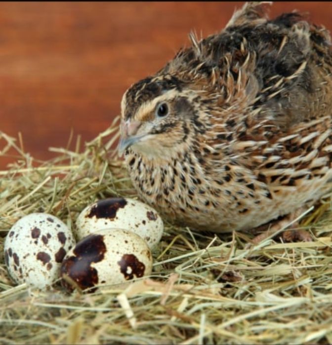 Продам перепелов несушек