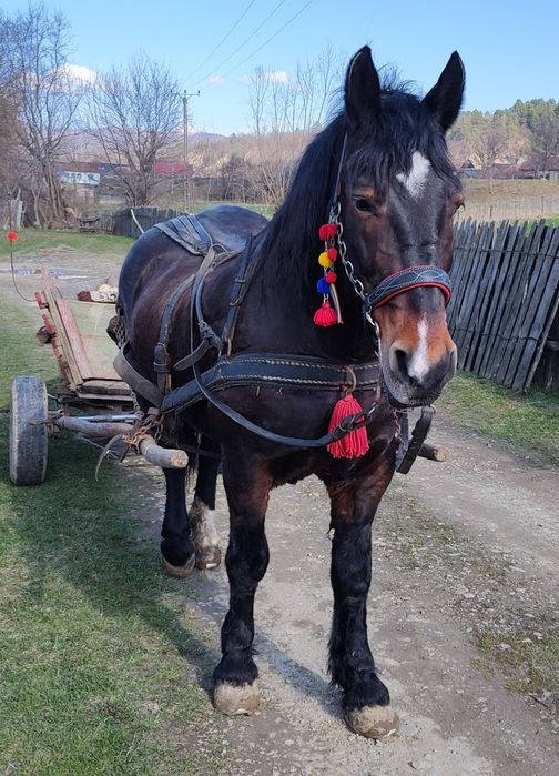 Iapă de vânzare !!!