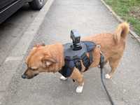 Prindere caine caini 7-54 kg GoPro camera de actiune mount reglabila