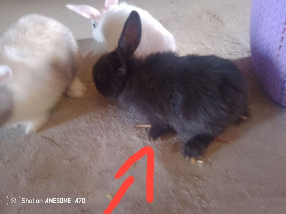 Mini karlik quyoni sotiladi