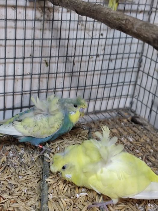 Perusi hagoromo tineret