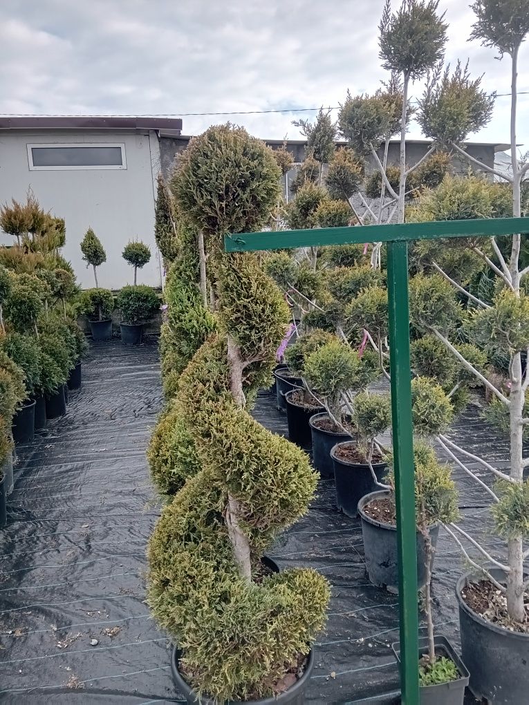 Rulouri de gazon plante ornamentale decorative