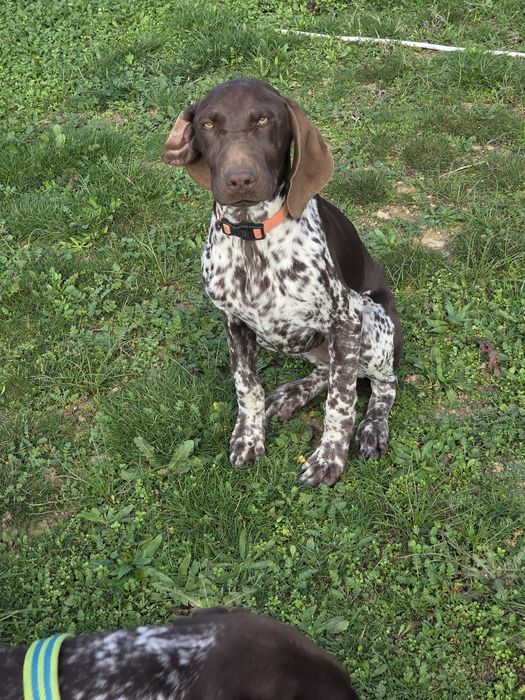 Курцхаар женски 6 месеца