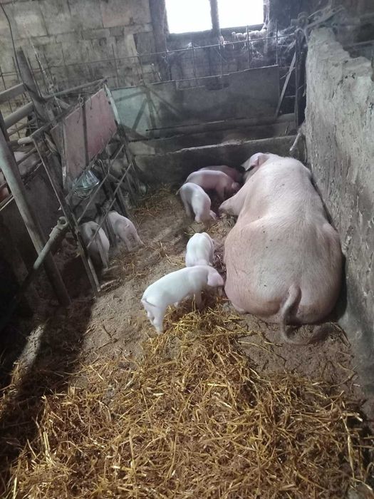 Прасета                .