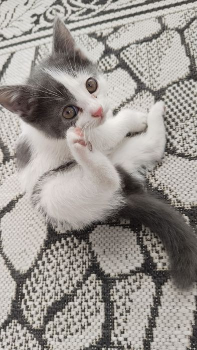 Отдам в хорошие руки котят